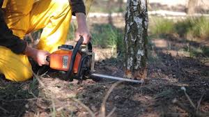 Best Tree Mulching  in Orient, NY