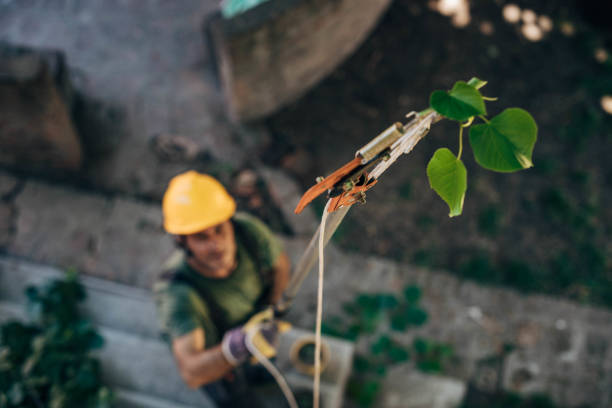Best Storm Damage Tree Cleanup  in Orient, NY