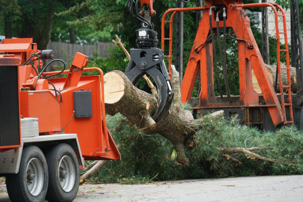 Best Emergency Tree Removal  in Orient, NY